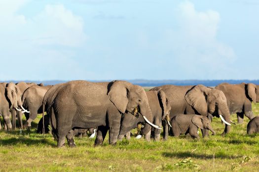 Elephants herd on African savanna. Safari in Amboseli, Kenya, Africa