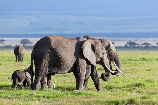 Elephants herd on African savanna. Safari in Amboseli, Kenya, Africa