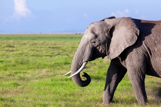 Elephant portrait on African savanna. Safari in Amboseli, Kenya, Africa