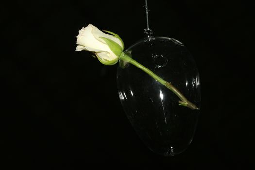 Glass ball haning on a string with a rose inside