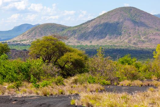 Bush and savanna landscape in Africa. Tsavo West, Kenya.