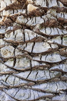 Palm tree trunk surface, background