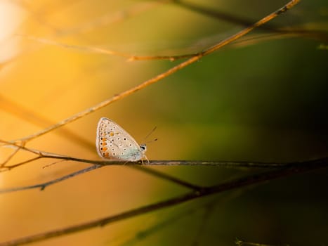Butterfly on a branch close up in sunset light