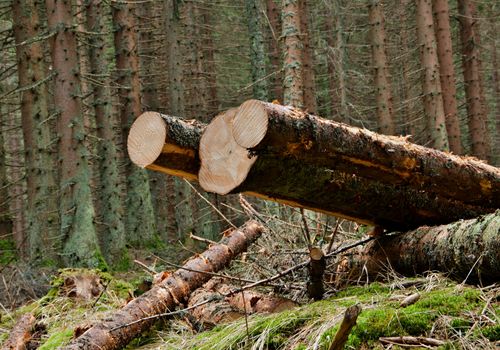 Some cut trees in the forest in summer