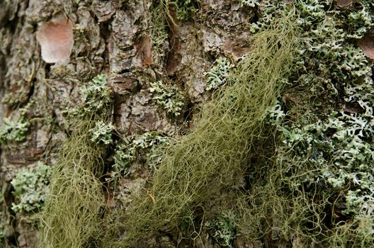 Texture pattern of mossy bark, closeup shot 