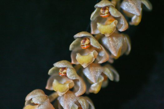 Pholidota longibulba Rare species wild orchids in forest of Thailand, This was shoot in the wild nature