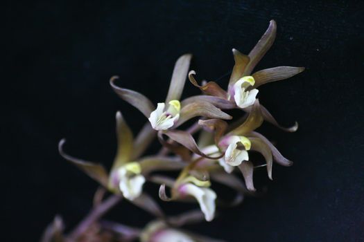 Tainia latifolia Rare species wild orchids in forest of Thailand, This was shoot in the wild nature
