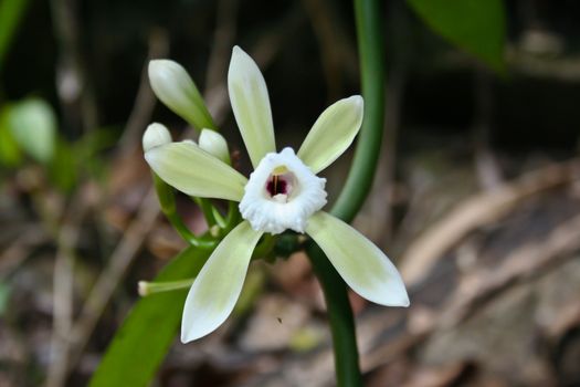 Vanilla albida Rare species wild orchids in forest of Thailand, This was shoot in the wild nature