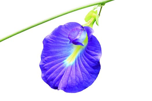 Clitoria ternatea or butterfly pea flower on white background
