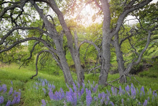 Broadleaf Lupine Flowers Under the Trees at Columbia Hills State Park in Washington State
