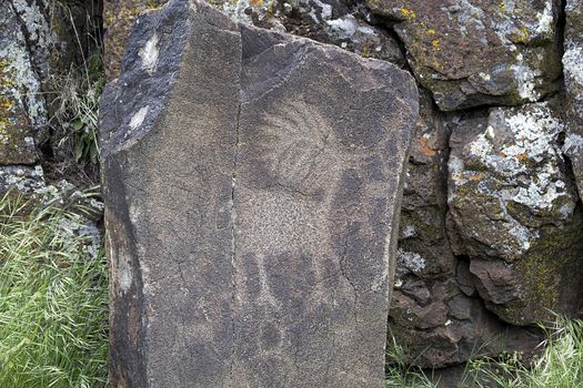 Native Anerican Indians Antelope Deer Animals Petrogylph on Rock Artwork at Horsethief Lake Washington