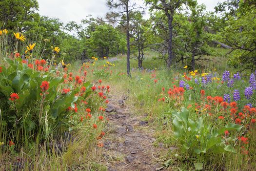 Hiking Trail in Columbia River Gorge Oregon in Spring Season with Wildflowers