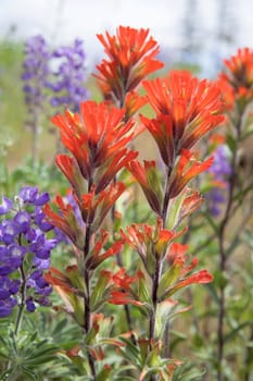 Red Indian Paintbrush Wildflowers Blooming Along Columbia River Gorge in Springtime Closeup Macro