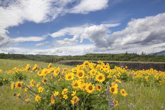Arrowleaf Balsamroot Wildflowers Blooming in Spring Season at Rowena Crest Along Columbia River Gorge Oregon