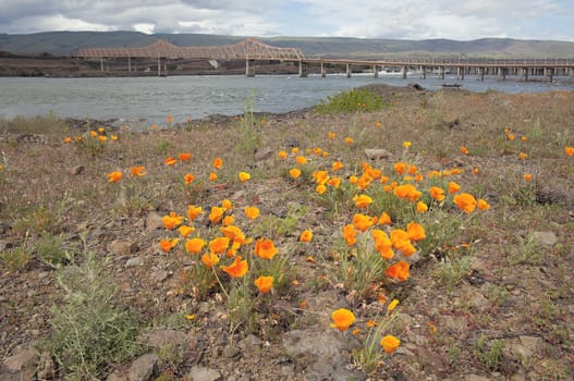 California Orange Poppy Flowers in Bloom During Springtime by The Dalles Bridge Along Columbia River Gorge in Oregon