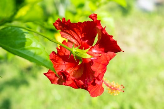 Flower of Hibiscus in Nong Nooch Garden, Thailand.