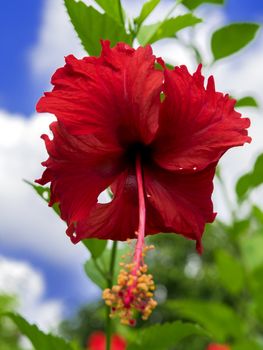 Hibiscus Flower in Nong Nooch Garden, Pattaya Thailand.