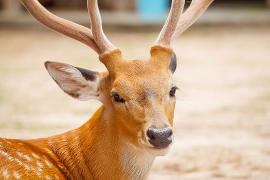 Deer head closeup