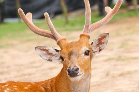 Deer head closeup