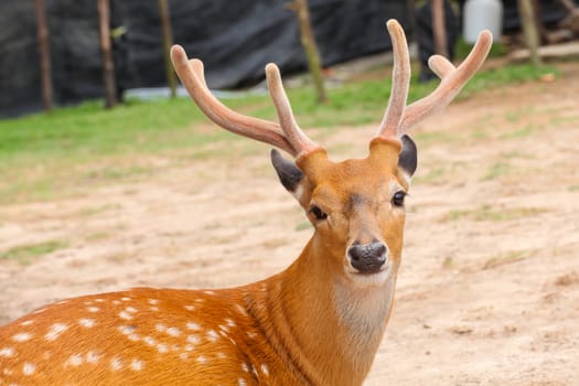 Deer head closeup
