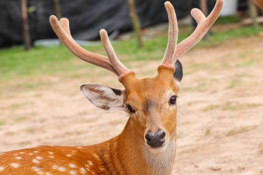 Deer head closeup