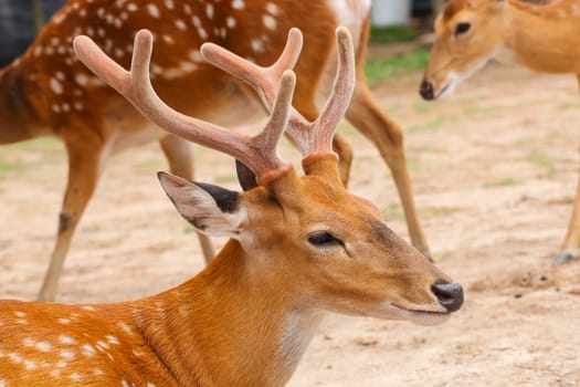 Deer head closeup