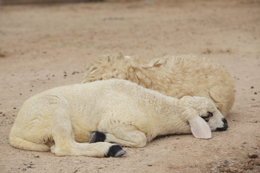 Sheep lay down
