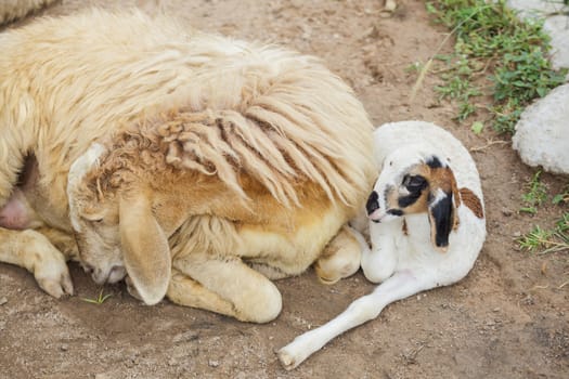 Sheep and baby