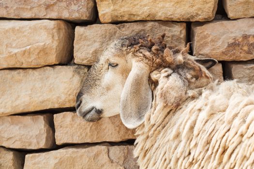 Sheep lean the wall