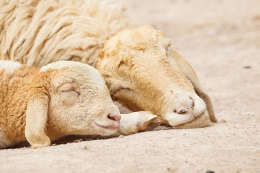 Little Lamb with Mother sheep sleeping