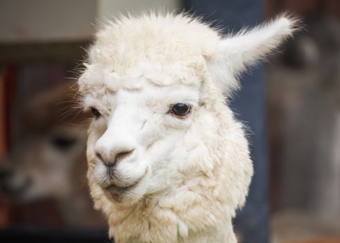 alpaca portrait