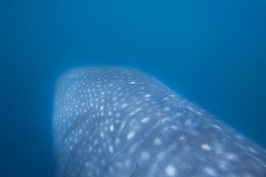 Whale Shark swimming in plankton-rich water at Donsol, Philippines