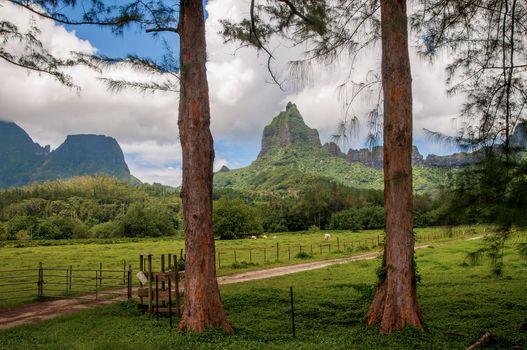 Farm lands in the interior of the island of Moorea in the French Polynesia