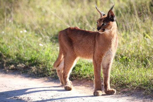 African Lynx or Caracal standing in the afternoon sun light
