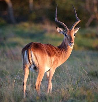 Male impla antelope with large spiralled horns