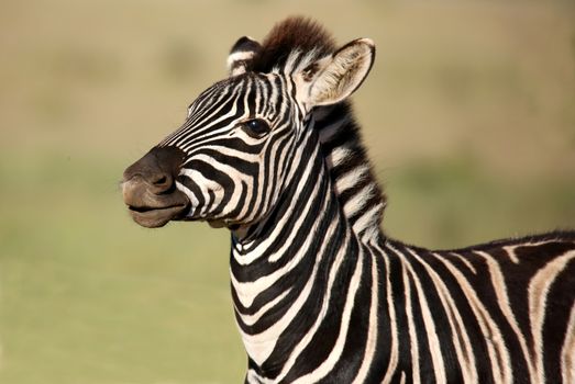 Young plains zebra with bold black and white stripes
