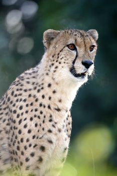 Portrait of a beautiful cheetah wild cat in Africa