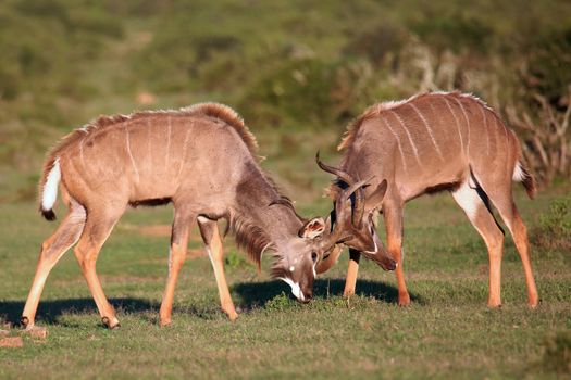 Two male kudu antelope with horns intertwined in a fight for dominance
