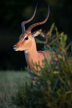 Male impla antelope with large spiralled horns