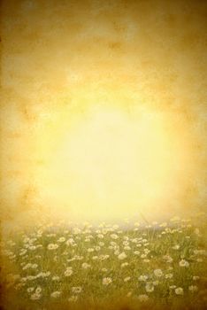 Daisies spring meadow background with blank space for writing