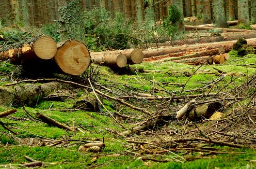 Some cut trees in the forest in summer