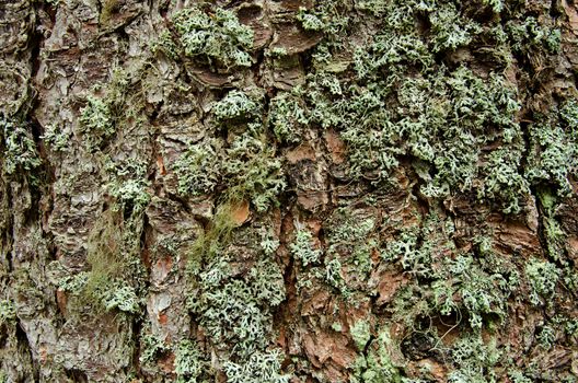 Texture pattern of mossy bark, closeup shot 