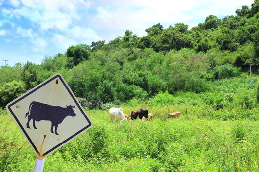 Cows grazing in green meadow and cow sign