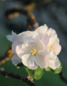 Apple blossoms in spring at sunset 