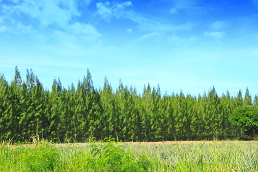 summer pine tree forest on sky background