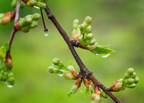 Cherry branch with wet from a rain blossoming buds on a green background.