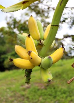 Banana on a branch