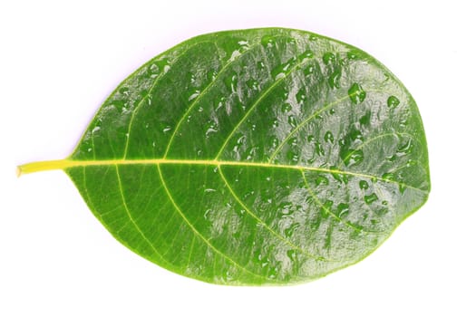 green leaf with drops isolated on white background