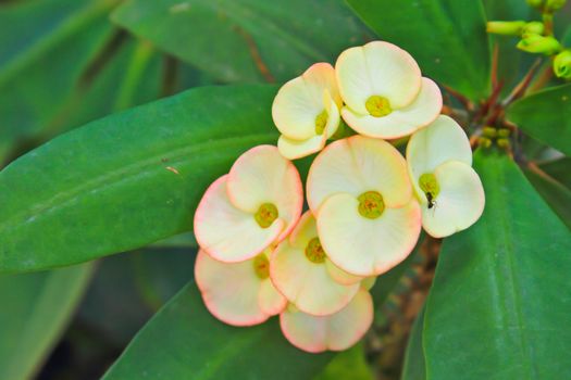 Yellow Christ Thorn Flower (Euphorbia milli Desmoul)