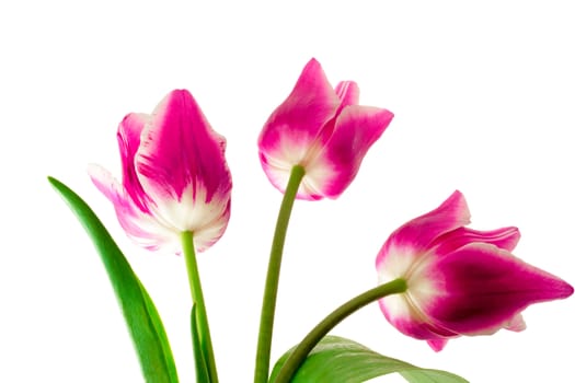 Three big beautiful tulips of bright pink color with green leaves on a white background.